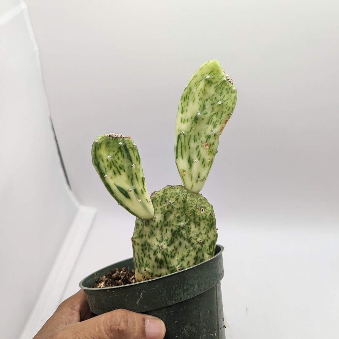 Variegated Opuntia Sunburst Etsy