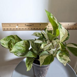 Manjula Pothos Plant 4" Pot immagine 6