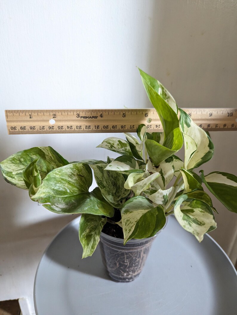Manjula Pothos Plant 4" Pot immagine 6