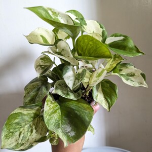 Manjula Pothos Plant 4" Pot immagine 2