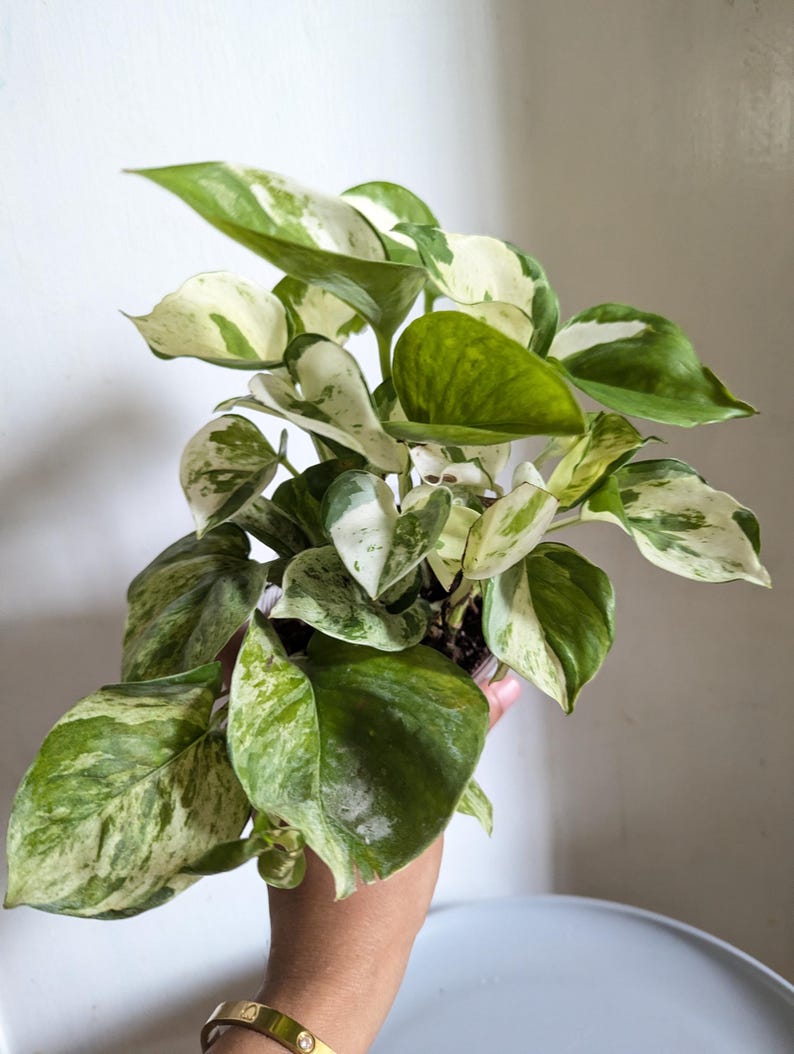 Manjula Pothos Plant 4" Pot immagine 2