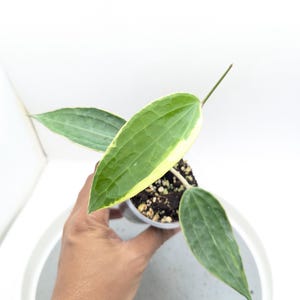Hoya Latifolia (Macrophylla) Variegated