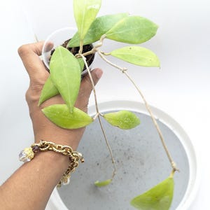 Hoya sp. Laos