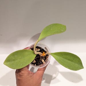 Hoya Pachyclada