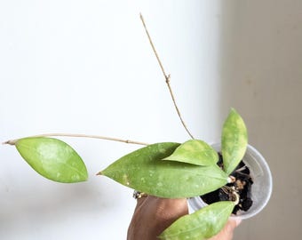 Hoya sp. Laos Starter Plant