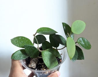 Hoya Chouke Plant 4" Pot