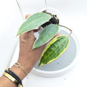 Hoya Latifolia (Macrophylla) Variegated