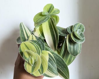 Tradescantia Variegated Cobweb Spiderwort 4" Pot