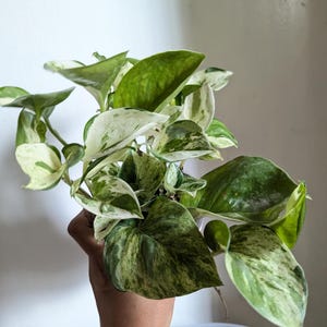 Manjula Pothos Plant 4" Pot immagine 5