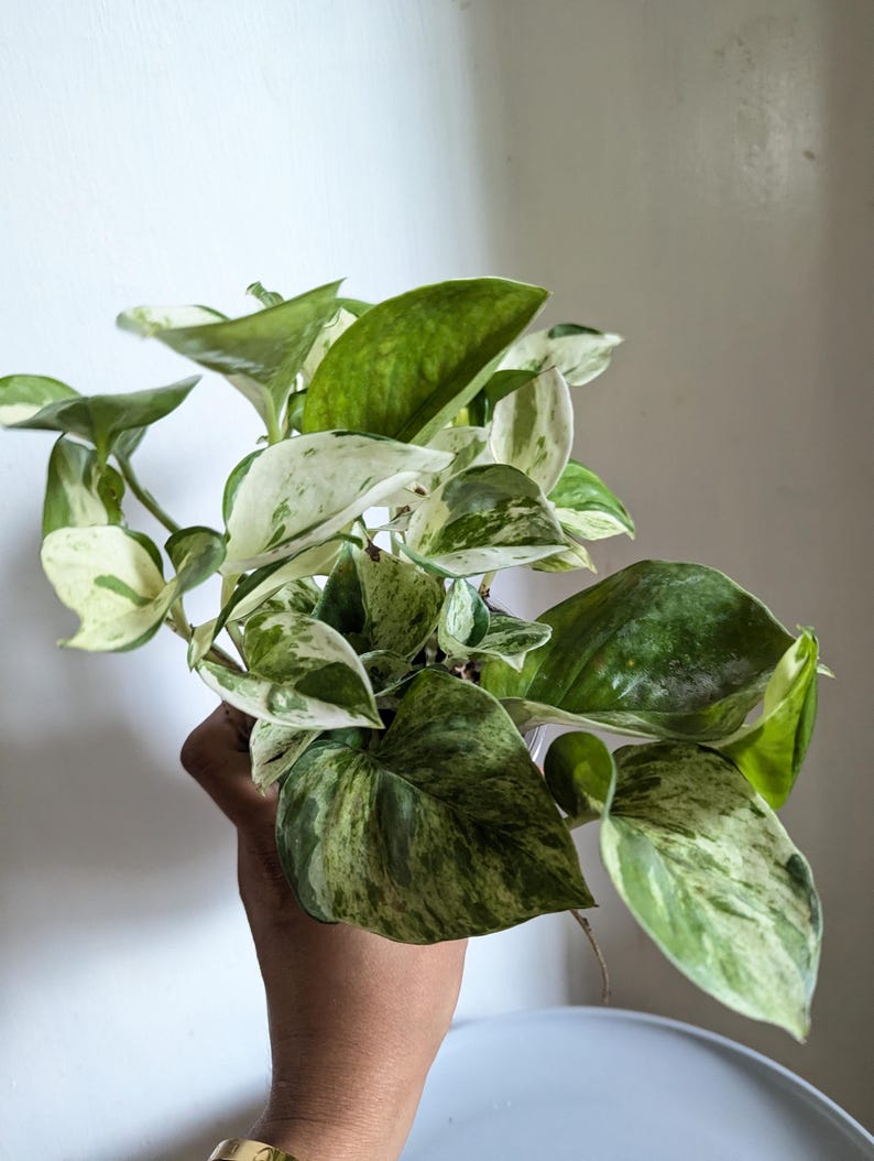 Manjula Pothos Plant 4" Pot immagine 5