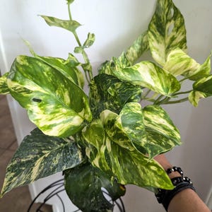Epipremnum Pinnatum 'Sunburst' Pothos Plant 6" Pot (Fenestrations)