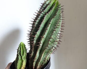 Milk Barrel Cactus 4" Pot