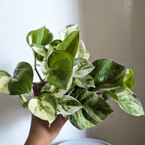 Manjula Pothos Plant 4" Pot immagine 4