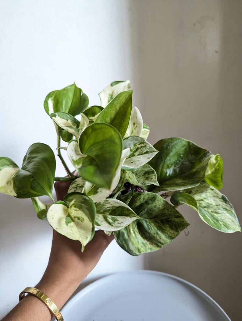 Manjula Pothos Plant 4" Pot immagine 4