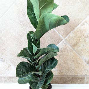 Bambino Fiddle Leaf Fig Plant