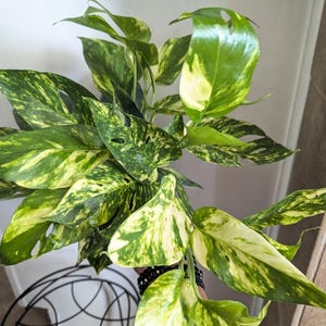 May include: A variegated pothos plant featuring heart-shaped leaves with a mix of dark green, light green, and creamy white patterns. Several leaves display natural fenestrations or small holes, and the foliage grows on trailing stems.