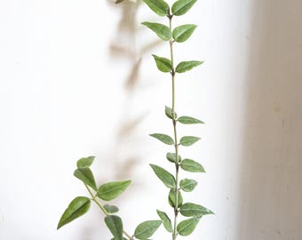 Hoya Bella Plant