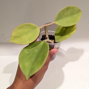 Hoya Pachyclada