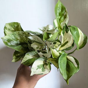 Manjula Pothos Plant 4" Pot immagine 3
