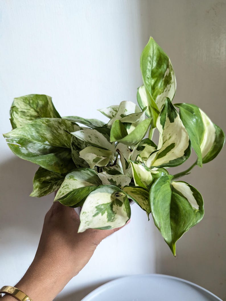 Manjula Pothos Plant 4" Pot immagine 3
