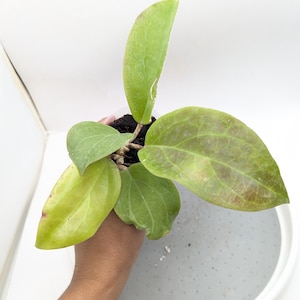 Hoya Surigaoensis