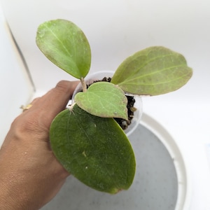 Hoya Surigaoensis