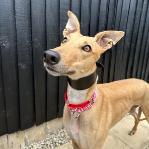 May include: A tan and white Greyhound dog wearing a black leather collar with a red and white checkered fabric collar on top. The dog is looking up and to the left.