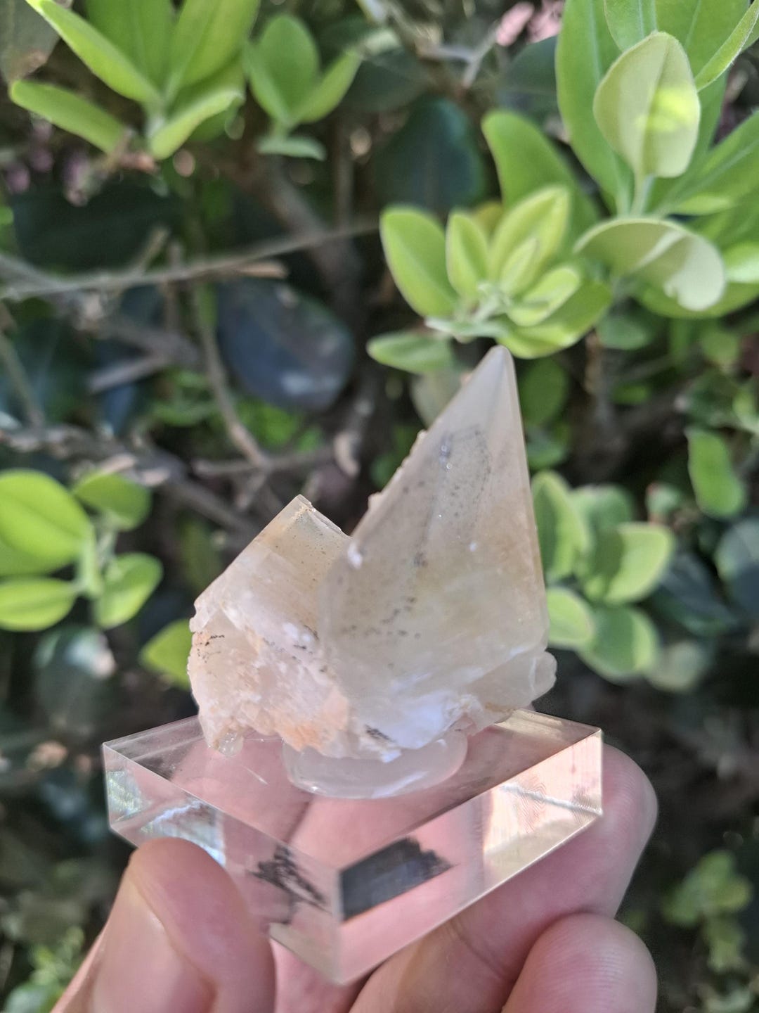 Rare Golden Stellar Beam Calcite Crystal With Pyrite Phantom, Gem ...
