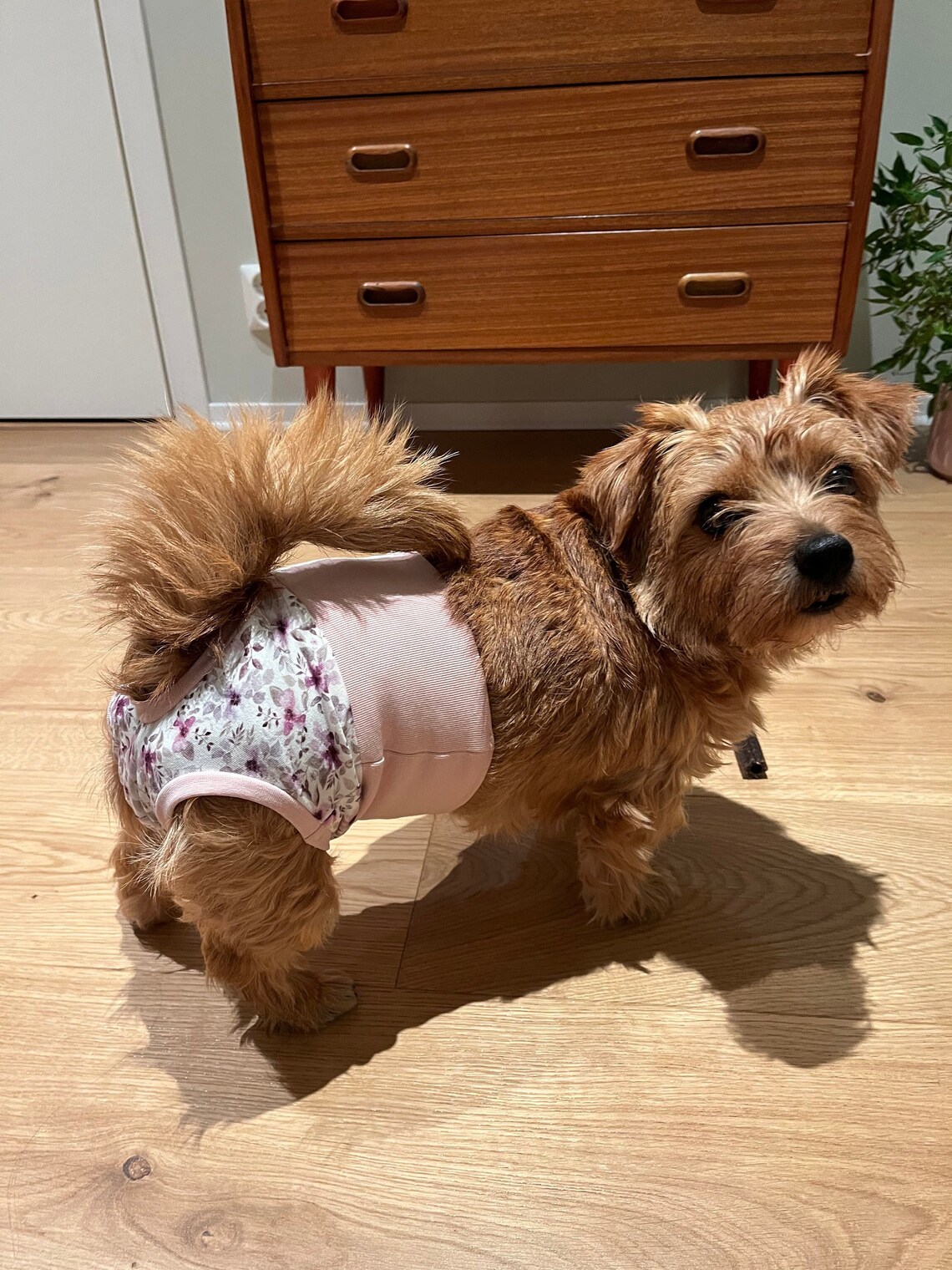 Dog Panties Sewing Pattern Etsy