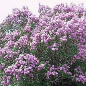 Five (5) Jumbo Sized Bare Root Lilac Starts