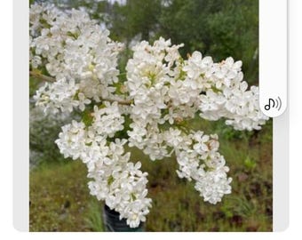 Reeves Spirea - Bridal Wreath Spirea - Summer White Flowers
