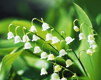 Lirio de los valles a raíz desnuda (10+); Flor de nacimiento del mes de mayo.