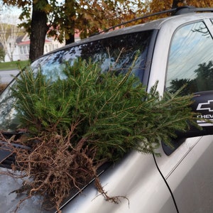 6+ Red Spruce Tree Seedlings from Maine