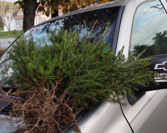 12+ Red Spruce Tree Seedlings from Maine