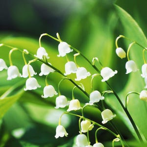 May include: Close-up of lily of the valley flowers. The image showcases delicate white bell-shaped blooms hanging from curved stems, set against a backdrop of lush green leaves. The soft focus creates a natural, serene aesthetic.