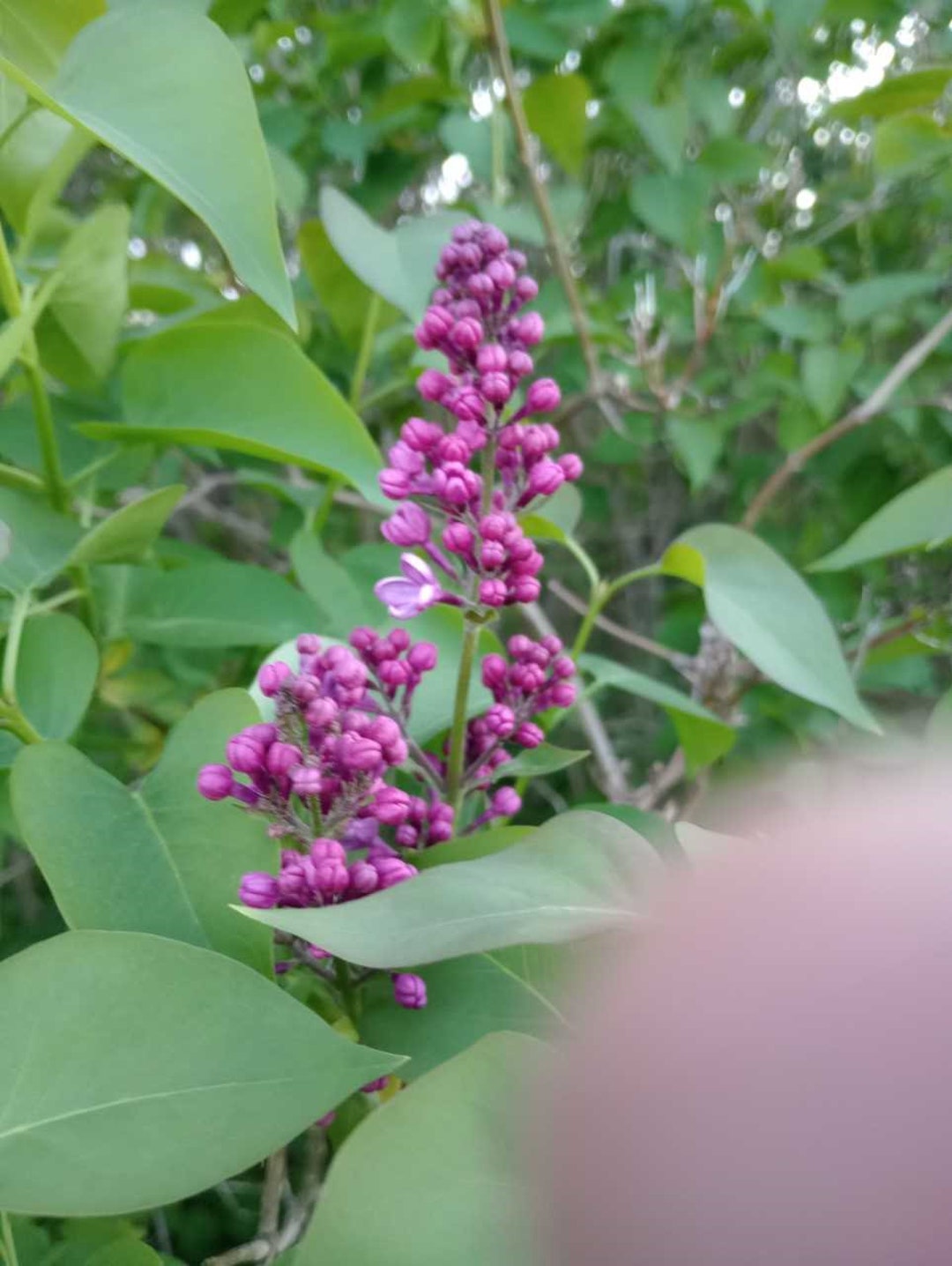 Bare Root Lilac Bush Five 5 Purple With Planting Instructions Etsy