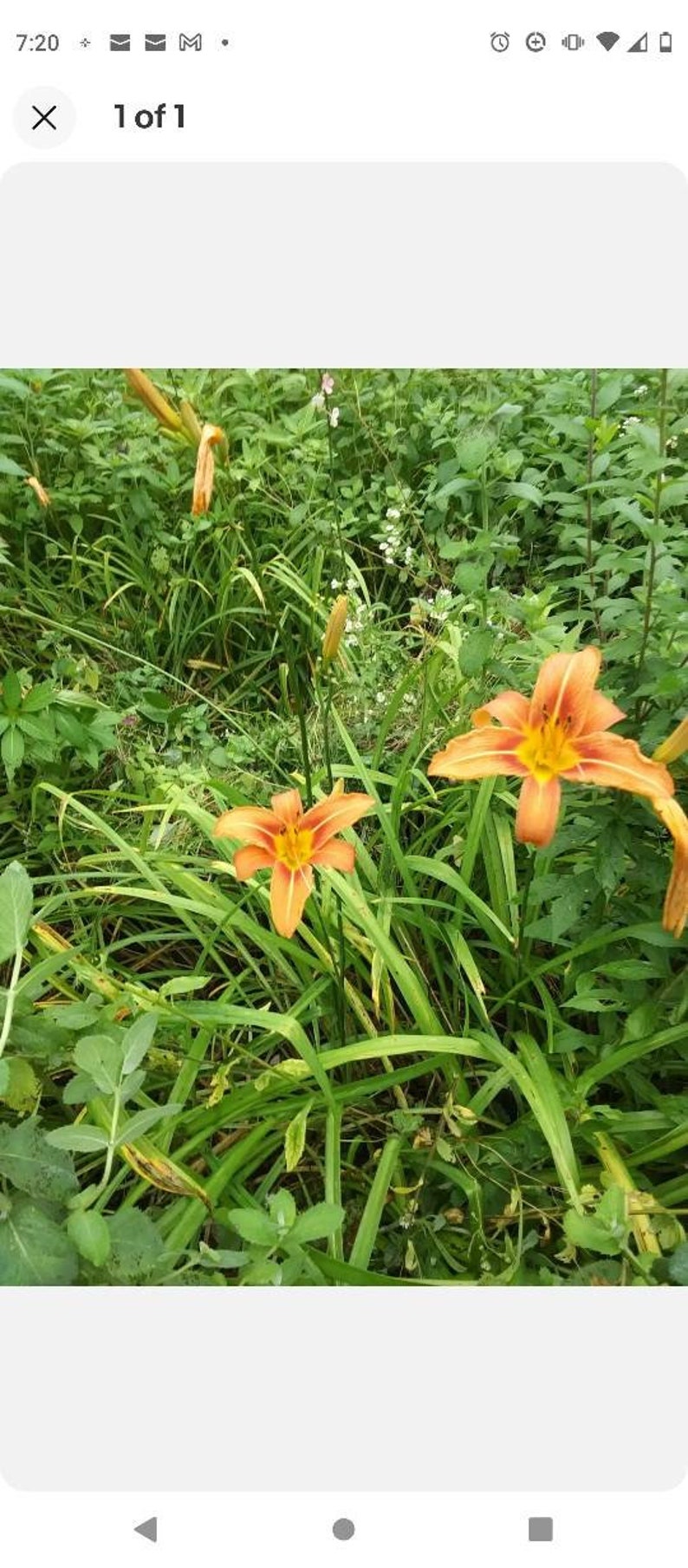 Puede incluir: Primer plano de lirios anaranjados vibrantes con centros amarillos, sobre un fondo de exuberante follaje verde. Las flores est&aacute;n en plena floraci&oacute;n, mostrando sus delicados p&eacute;talos. Un tema bot&aacute;nico natural.