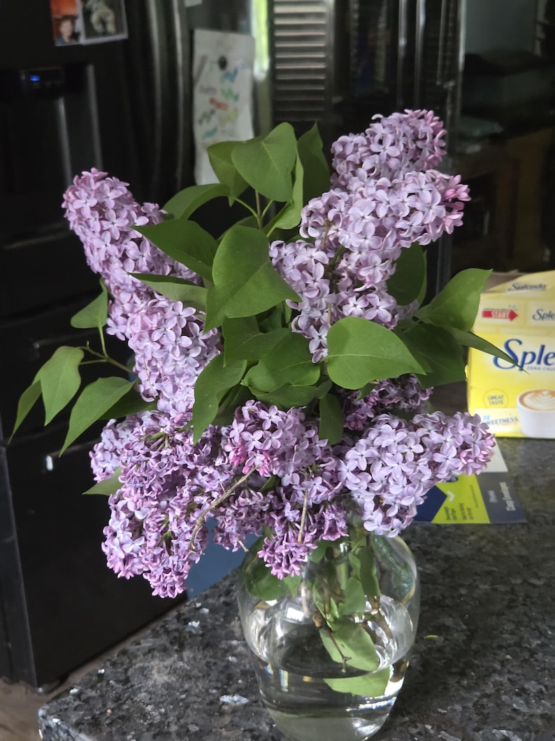 LilacsandLilliesME Lilac Bush - Thumbnail 2