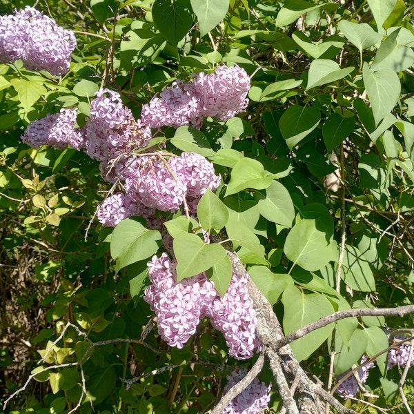 ONE (1) Jumbo Sized Bare Root Lilac Starts (Msg I'd you want Purple or White)