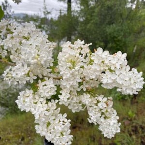 Bare Root Lilac Bush Five (5) White with planting instructions