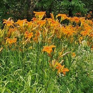 Puede incluir: Un vibrante campo de lirios anaranjados en plena floraci&oacute;n. Las flores tienen delicados p&eacute;talos rizados y est&aacute;n rodeadas de exuberante hierba verde y follaje. El fondo presenta una vista borrosa de &aacute;rboles, creando una escena natural al aire libre.