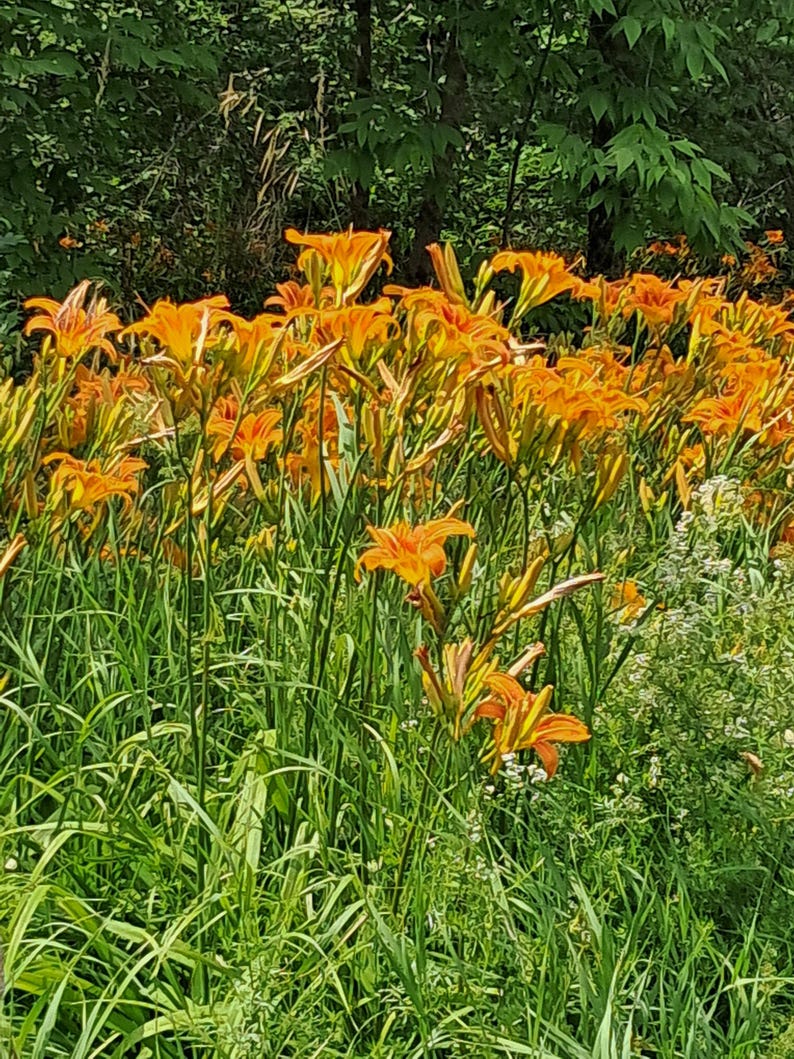 Puede incluir: Un vibrante campo de lirios anaranjados en plena floraci&oacute;n. Las flores tienen delicados p&eacute;talos rizados y est&aacute;n rodeadas de exuberante hierba verde y follaje. El fondo presenta una vista borrosa de &aacute;rboles, creando una escena natural al aire libre.