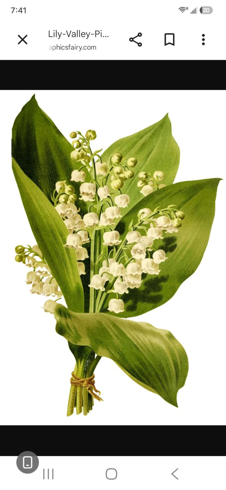 LilacsandLilliesME Lily of the Valley Plants - Thumbnail 2