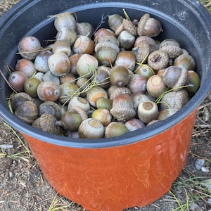 May include: A large, round, orange plastic container filled with a collection of brown and green acorns. The acorns vary in size and shape, featuring textured caps and smooth shells, with a few scattered pine needles mixed among them.