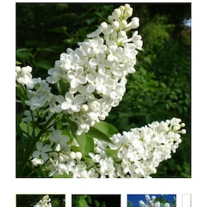 May include: Image of Common White Lilac (Syringa vulgaris alba) with clusters of white flowers. The image shows a close-up of the plant's blooms, with green foliage in the background. The text "Growing" is also visible.