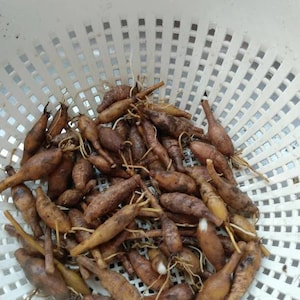 Puede incluir: Un colador de pl&aacute;stico blanco lleno de ra&iacute;ces marrones y alargadas. Las ra&iacute;ces tienen una textura rugosa y son de varios tonos de marr&oacute;n y beige. Algunas ra&iacute;ces tienen peque&ntilde;as raicillas.