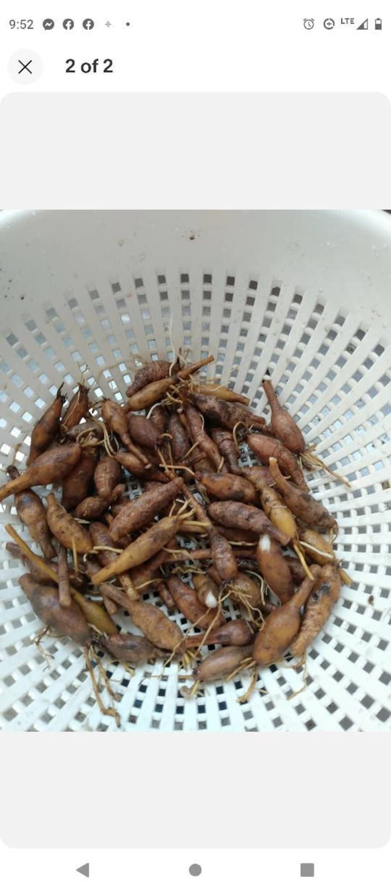 Puede incluir: Un colador de pl&aacute;stico blanco lleno de ra&iacute;ces marrones y alargadas. Las ra&iacute;ces tienen una textura rugosa y son de varios tonos de marr&oacute;n y beige. Algunas ra&iacute;ces tienen peque&ntilde;as raicillas.