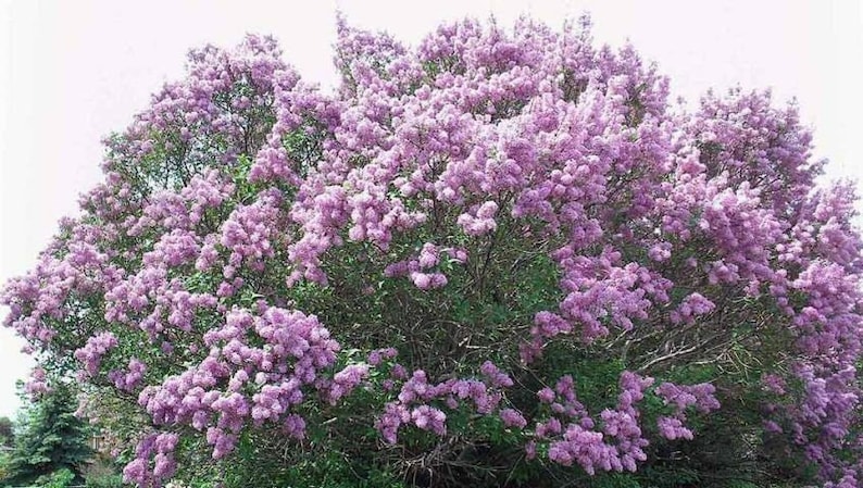 LilacsandLilliesME Lilac Bush - Thumbnail 5
