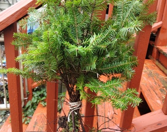 12 Balsam Fir Bare Root Seedlings from Maine XMAS Trees starters