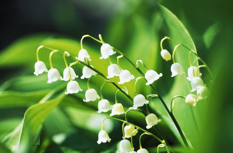 LilacsandLilliesME Lily of the Valley Plants